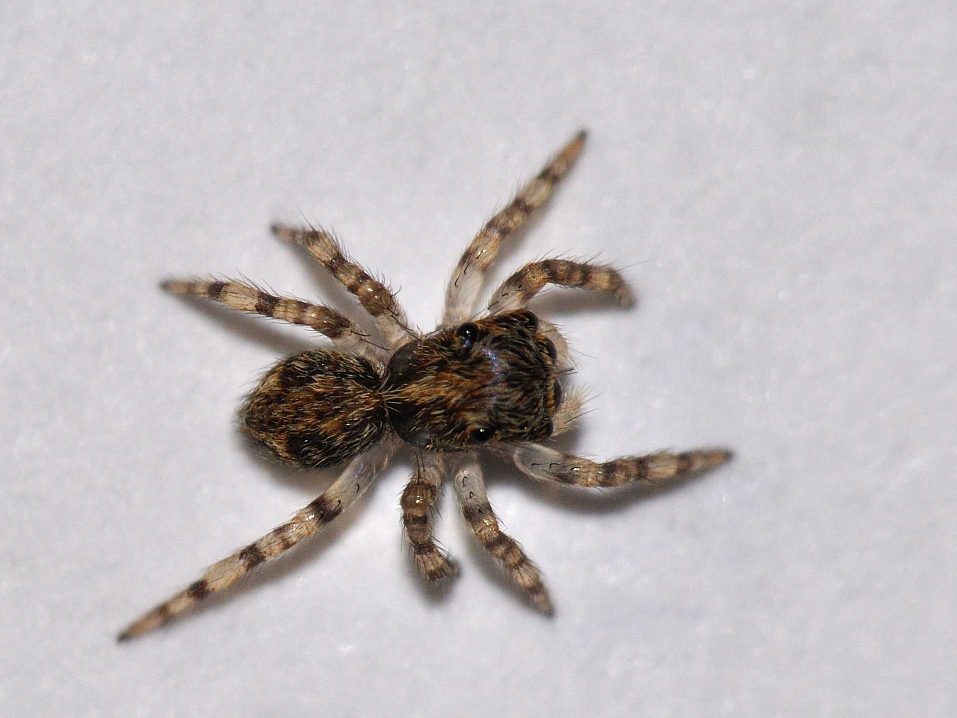 ID Salticidae